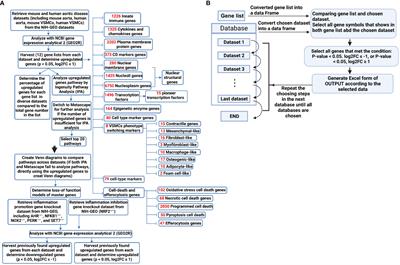 Innate immunity of vascular smooth muscle cells contributes to two-wave inflammation in atherosclerosis, twin-peak inflammation in aortic aneurysms and trans-differentiation potential into 25 cell types